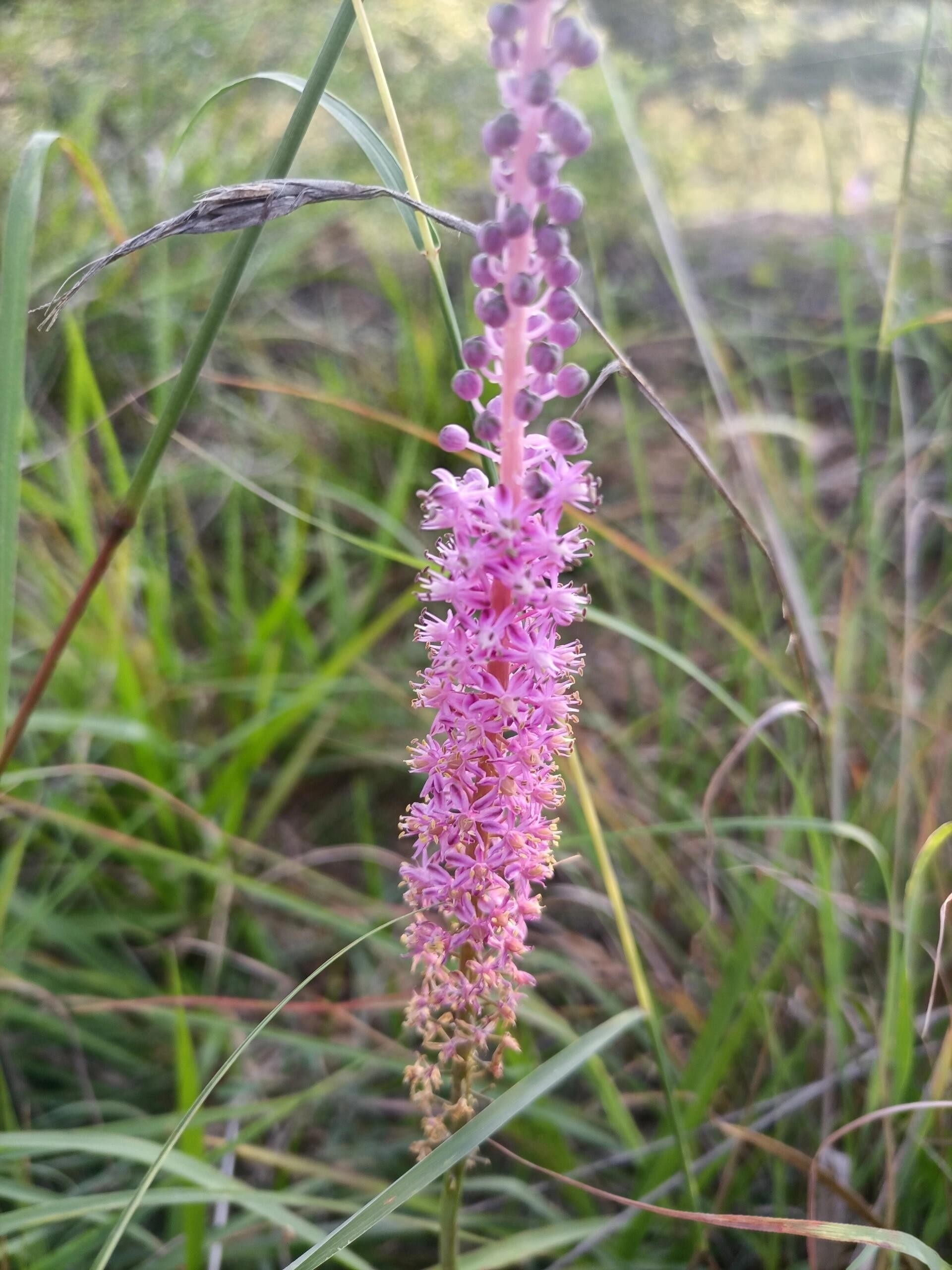 绵枣儿:石头缝里的开花锦鲤,给点阳光就灿烂的草根顶流