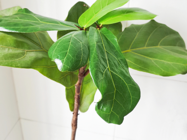 琴叶榕怎样扦插?