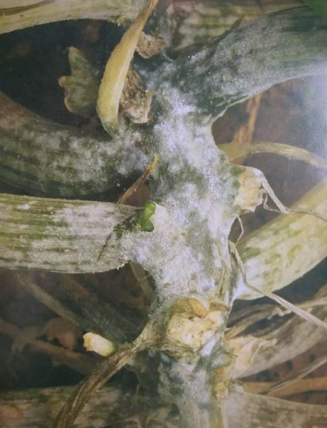 西葫芦病害详解及防治指南