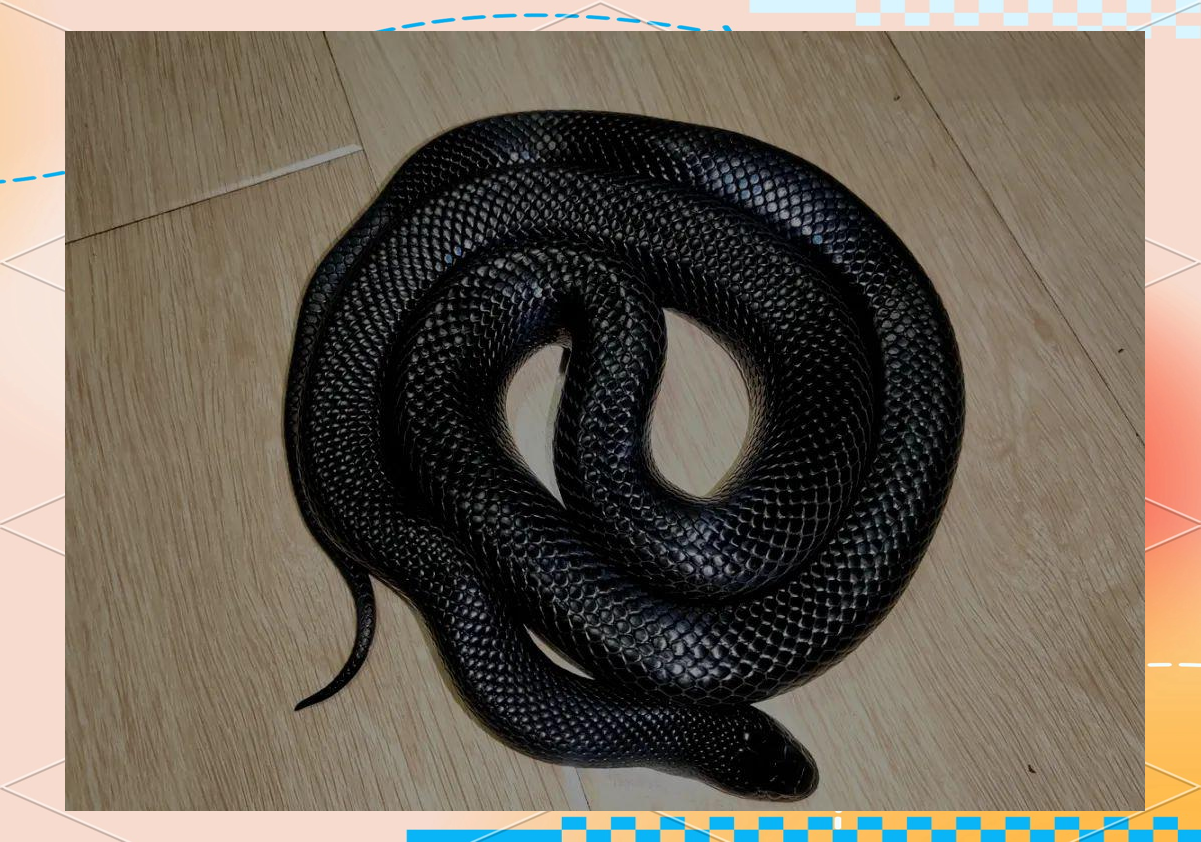 探索多彩的纯黑世界