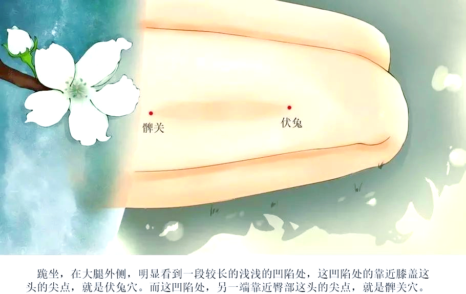 伏兔穴:制约胃火,补益胃经的穴位