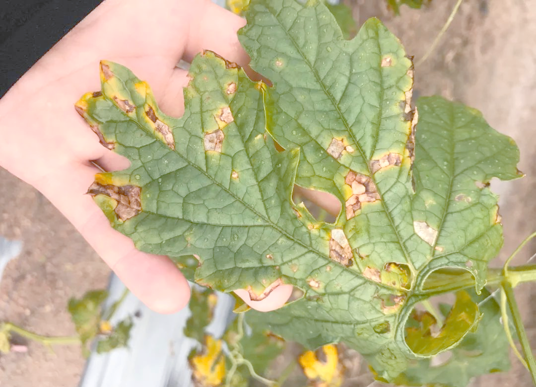 苦瓜细菌性角斑病的全面诊断与防治策略