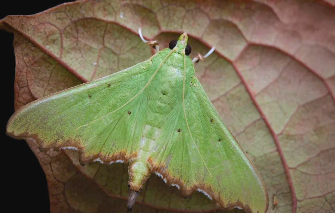 绿色尺蛾影镰翅绿尺蛾拉丁学名:tanaorhinus viridiluteata台湾镰翅绿