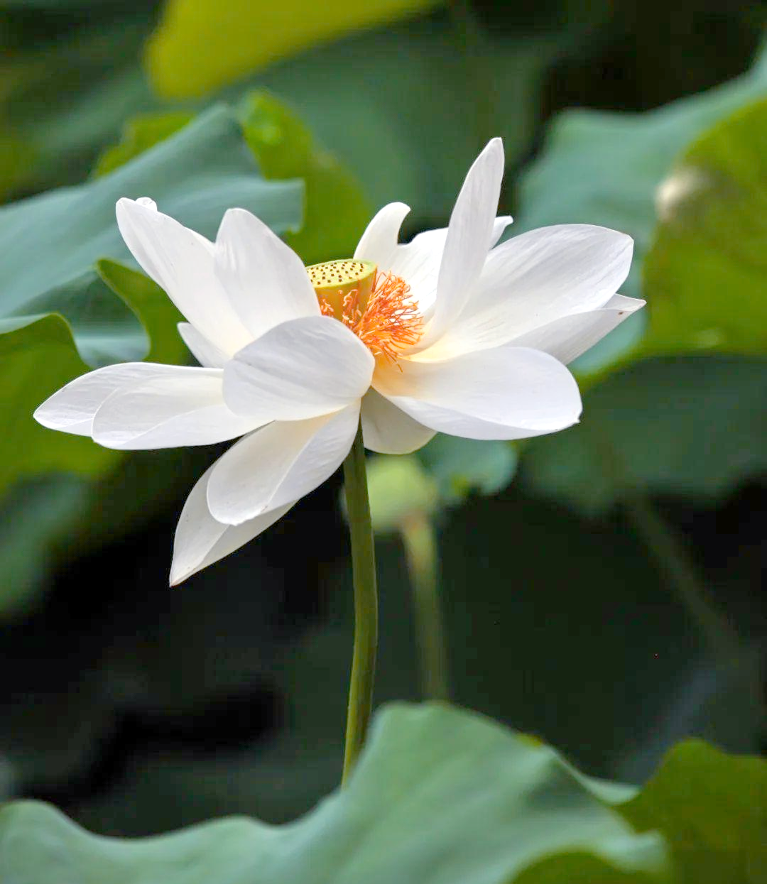 摄影|探寻白莲花的多样风采