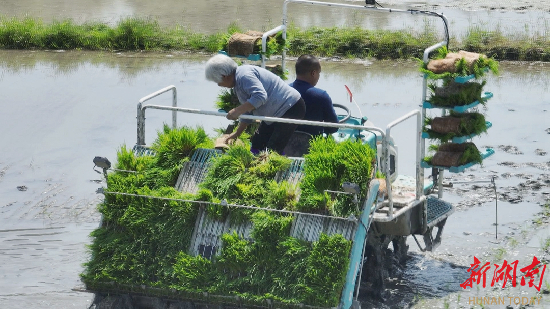 安仁县华王乡整合土地资源 发展水稻机械化种植