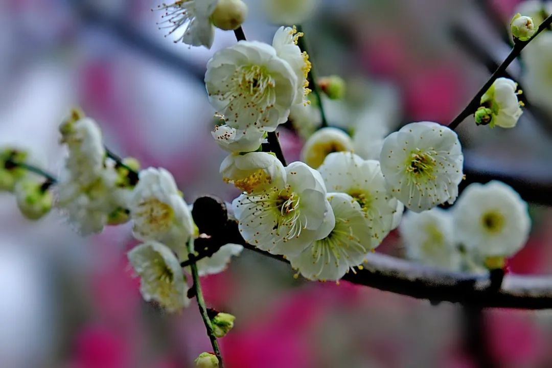 难得一见的绿梅盛放杨浦公园