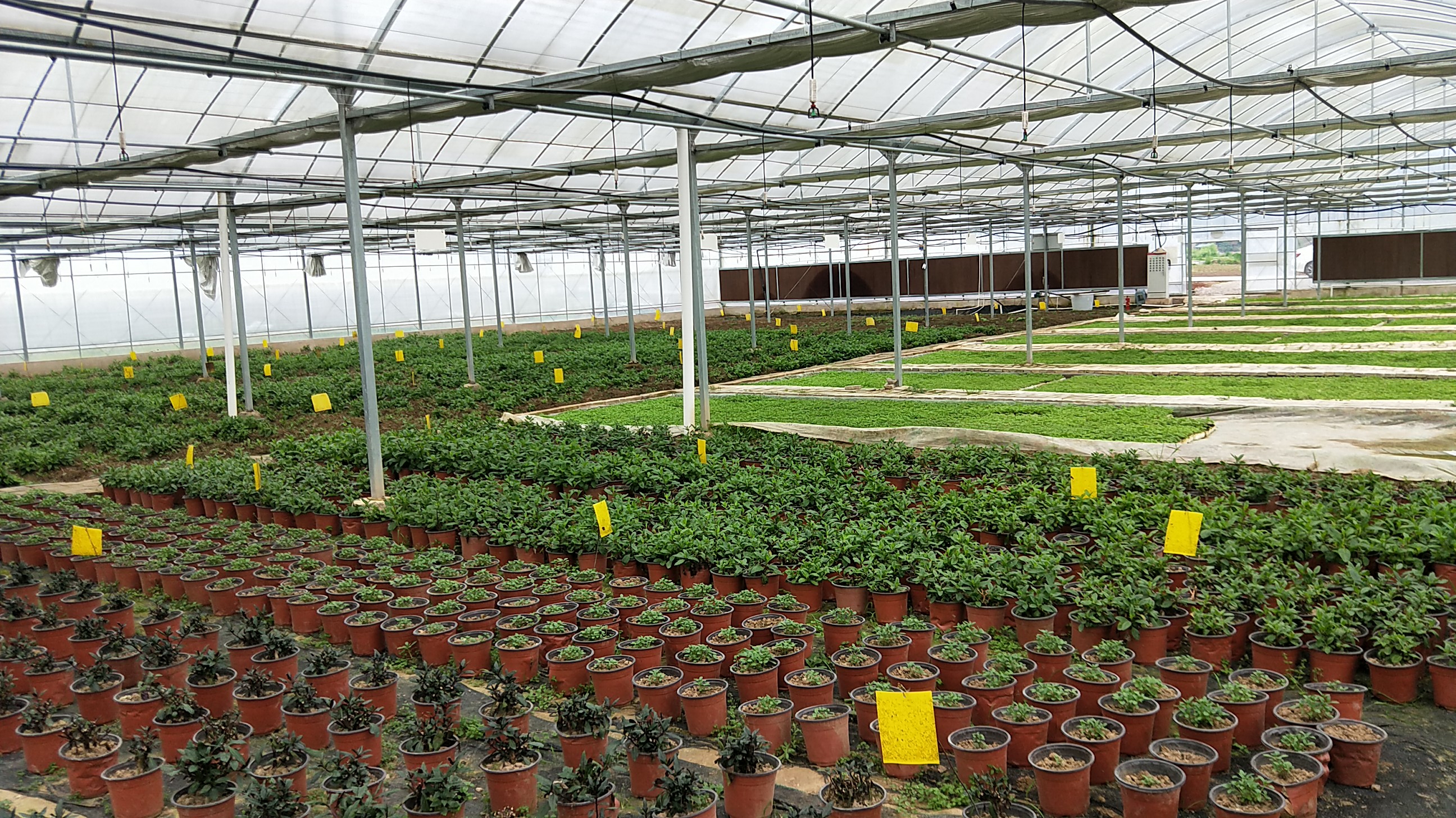 黔东南六源鲜野菜公司拟打造全国优质野菜项目示范基地