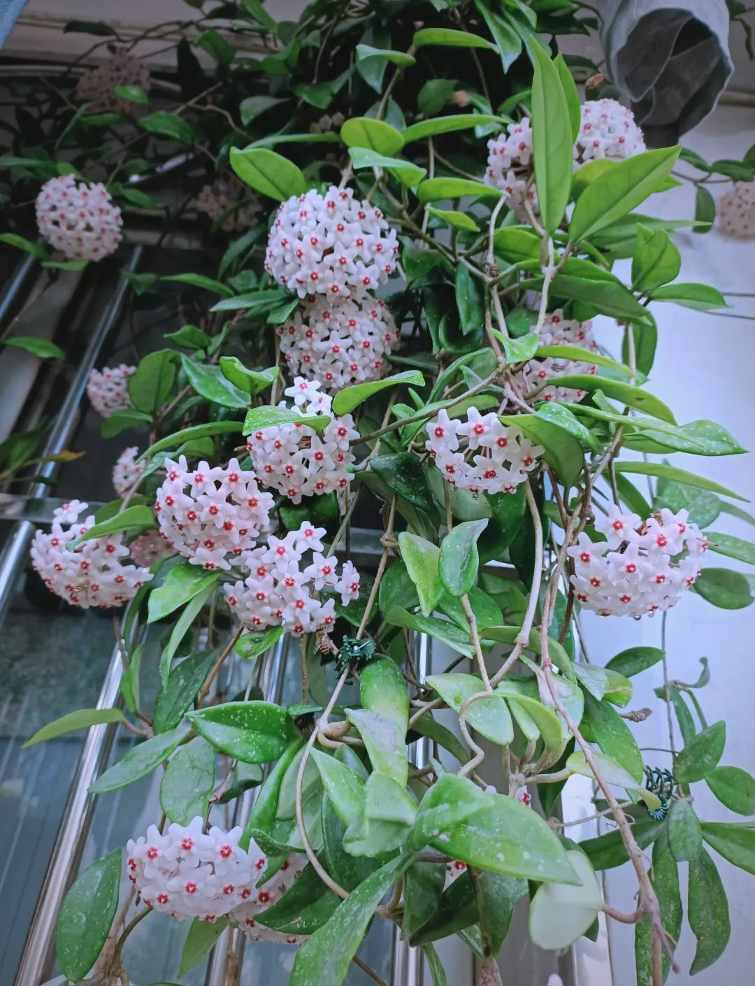室内外都适合的十种耐阴植物推荐