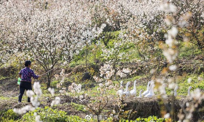 满山樱花是什么样子?璧山八塘樱桃花盛开 构美丽田园画卷