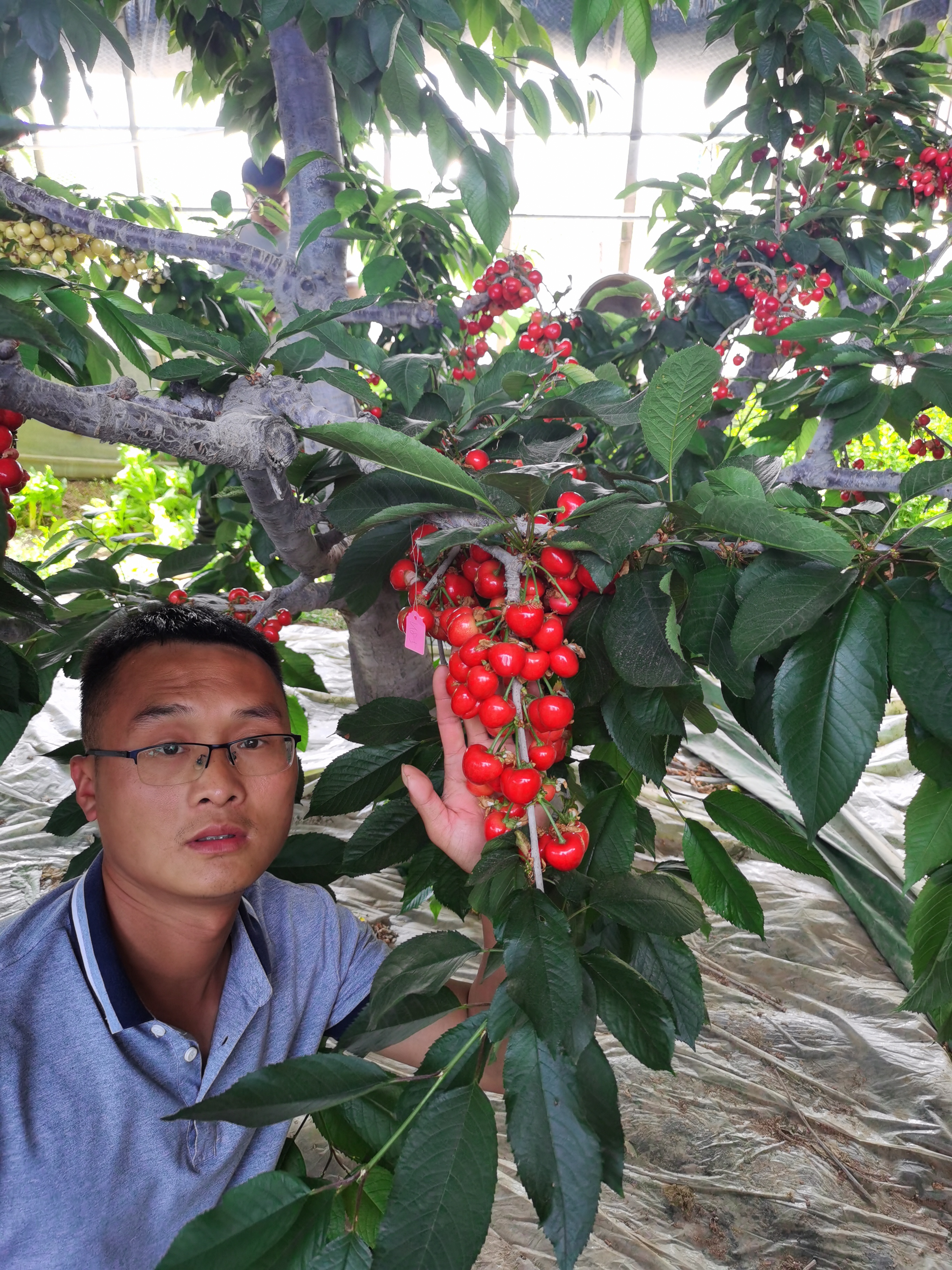 晚熟大樱桃苗如何选择品种与砧木:塔玛拉樱桃苗 y1与吉17砧木