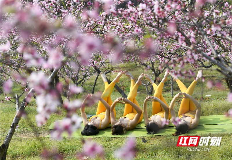 湖南道县:桃花开 花下舞