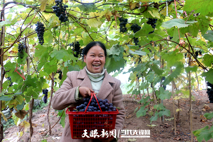 「四新四化蹲点采访」赫章县六曲河镇:高效推进农业现代化 助推黔货