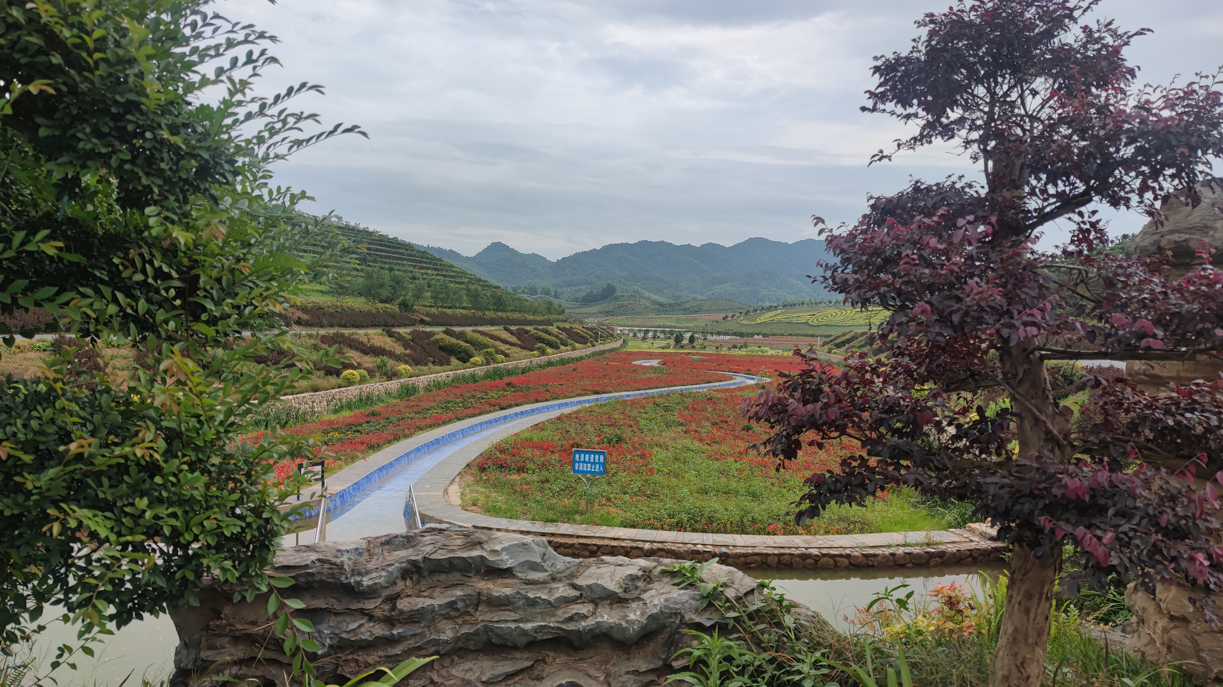 茶乡花海图片