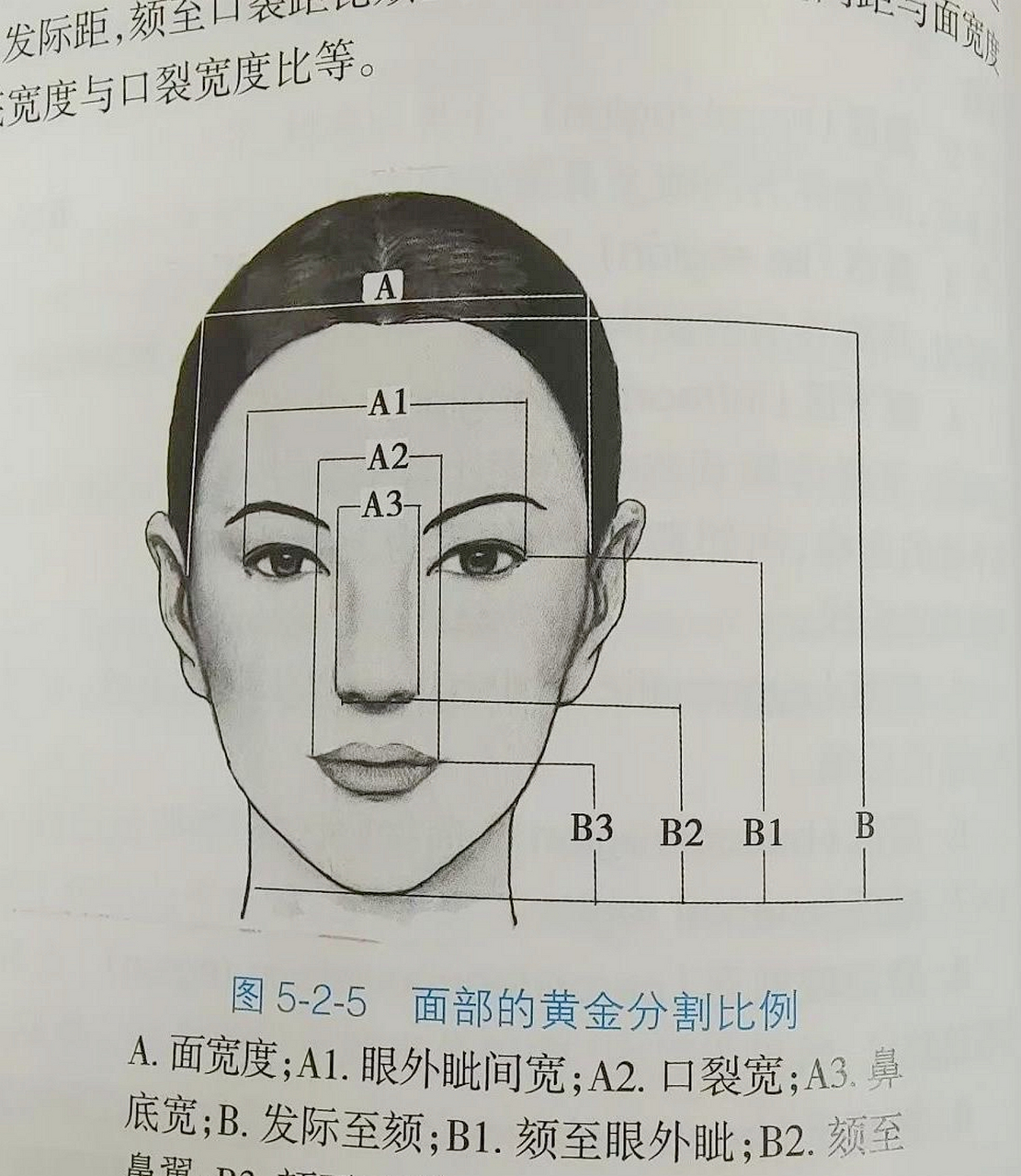 黄金比例脸测试模版图片