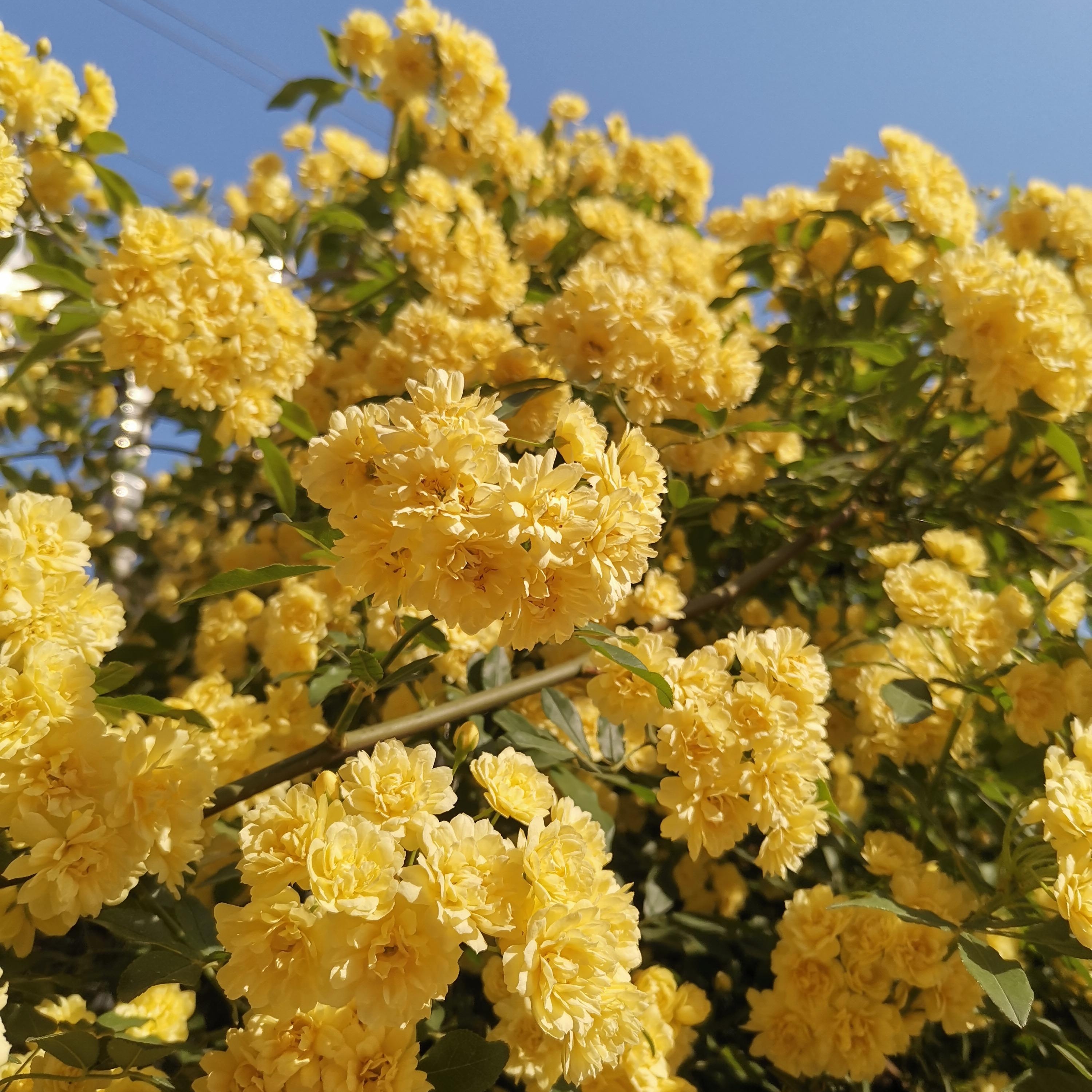 盆栽木香花,做好基础养护,来年花开不断