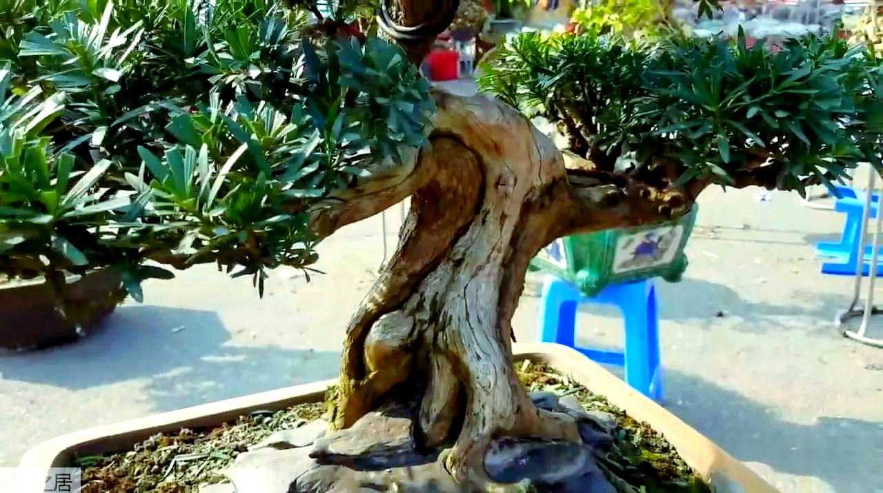 罗汉松树怎样种植