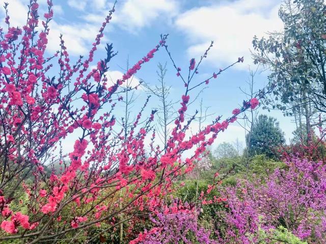 十里櫻花長廊,櫻花美食市集……樂山軫溪萬畝櫻花園盛放迎客