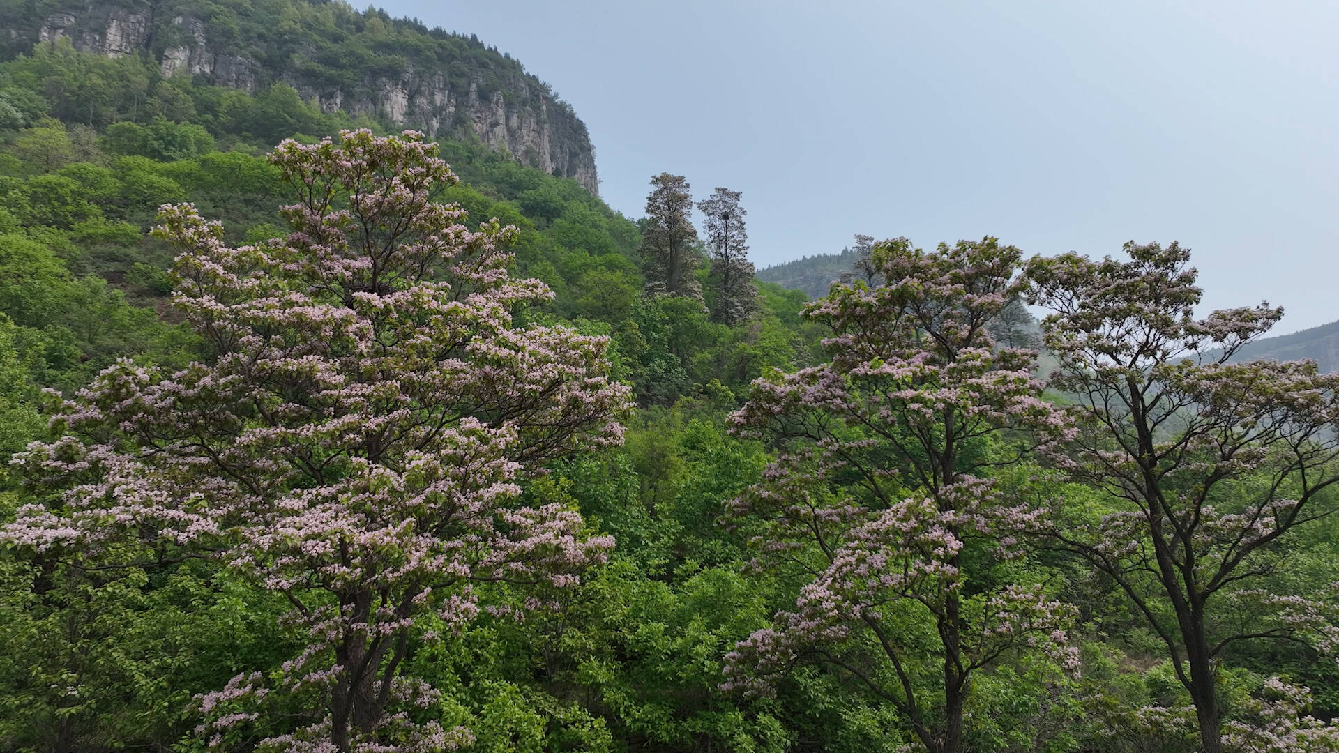 绝美打卡地!枣庄山亭王家湾楸树花开香漫谷