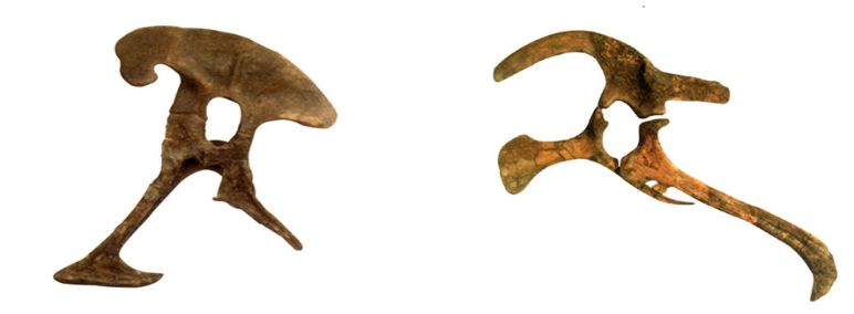 首都科学讲堂丨嗨这才是恐龙记第838期龙年说龙新年主题活动恐龙之谜