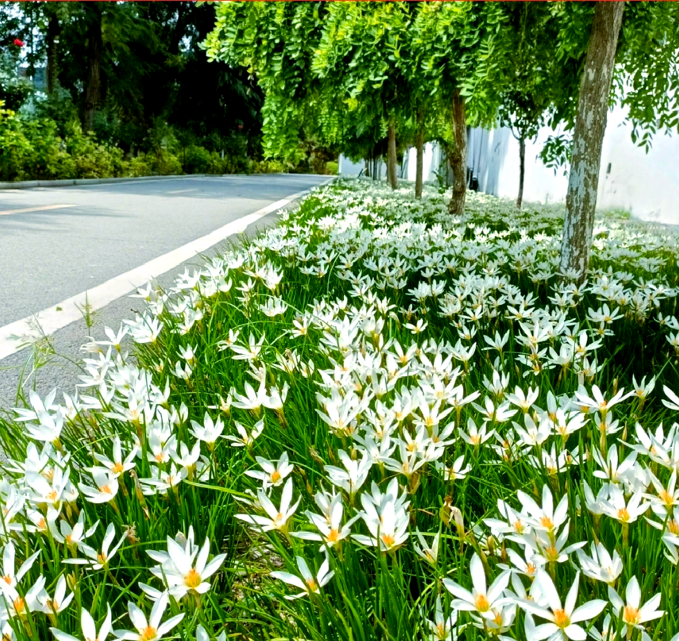 葱兰:初恋象征的植物之美与种植指南