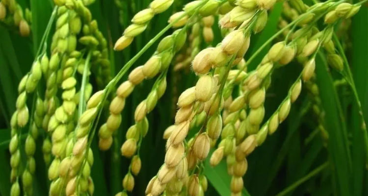 多年生水稻栽培技术