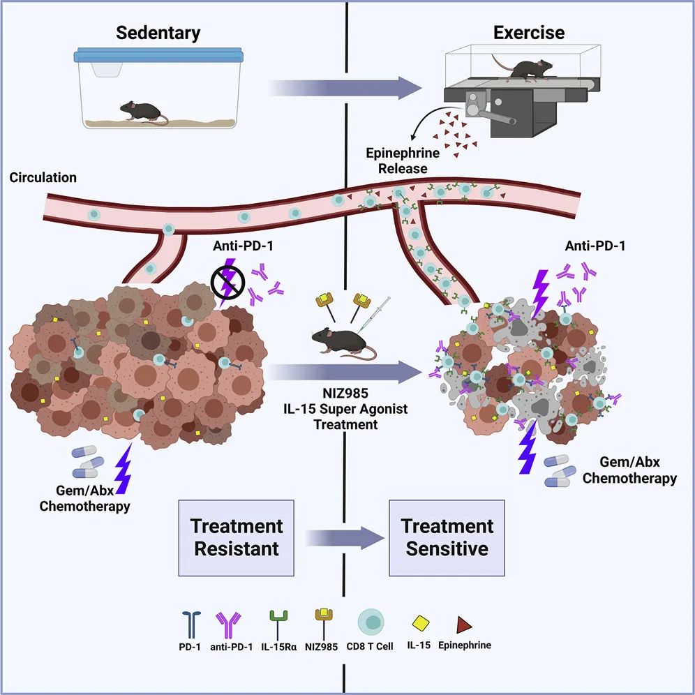 癌症之王的克星,有氧运动增强胰腺癌抗肿瘤免疫