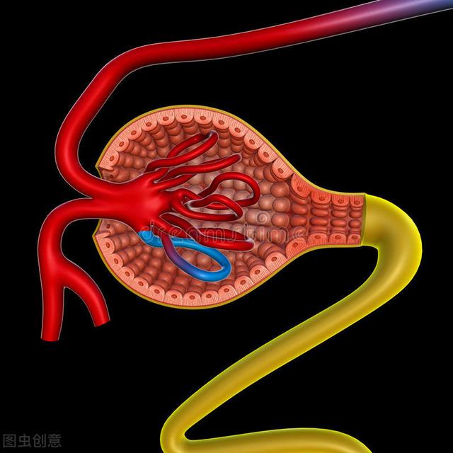 肾脏的肾小球