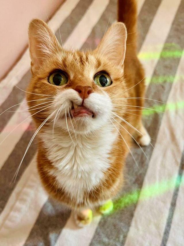 橘猫证明了它们真的是多么搞笑,可爱,无法预测的搞笑瞬间