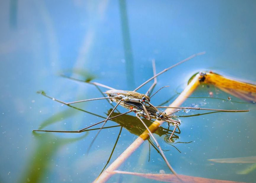 水黾:池塘中的滑行高手与猎手