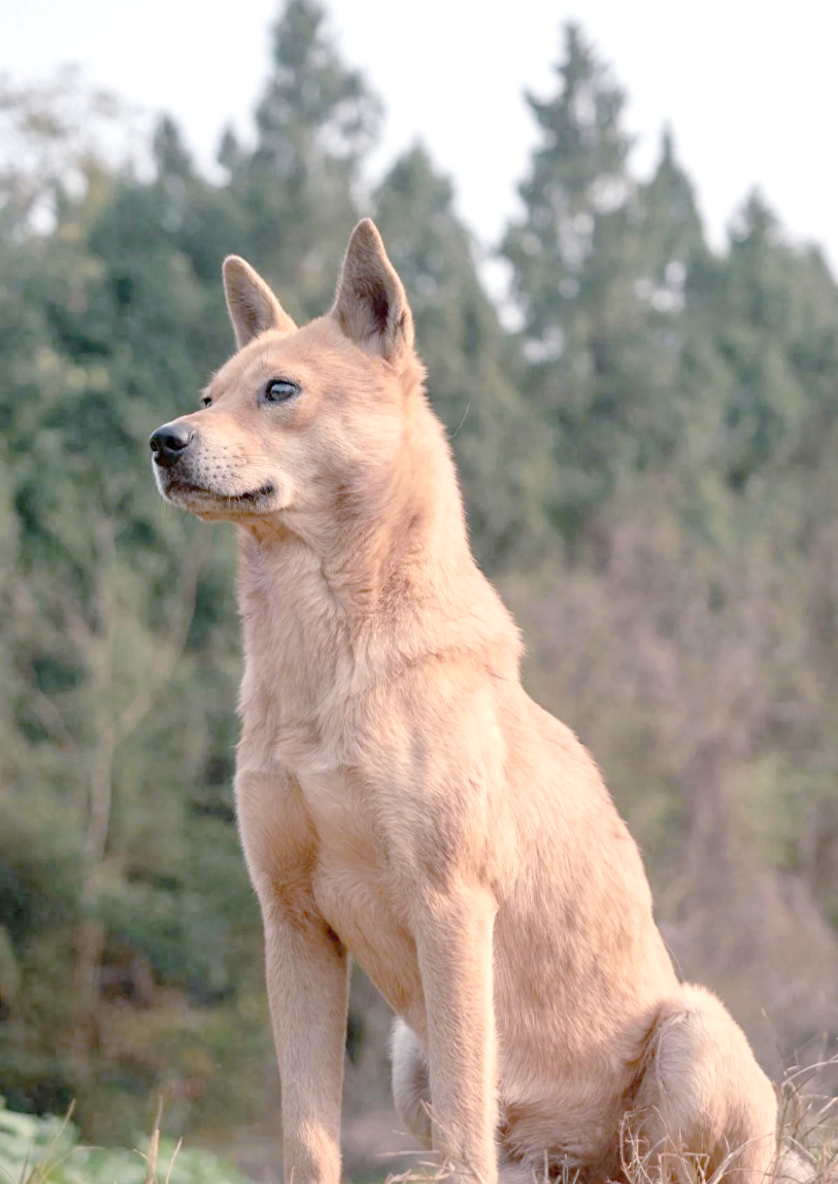 生肖狗爱情运势分析男人(属狗爱情运)