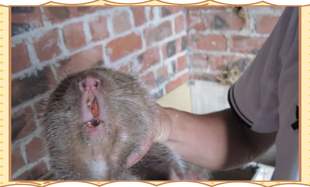 竹鼠掉牙或断牙问题及解决策略