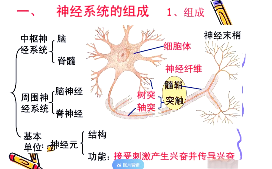 三魂七魄与人体神经系统的连接:道教视角的探索