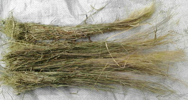 猫毛草功效与作用吃法