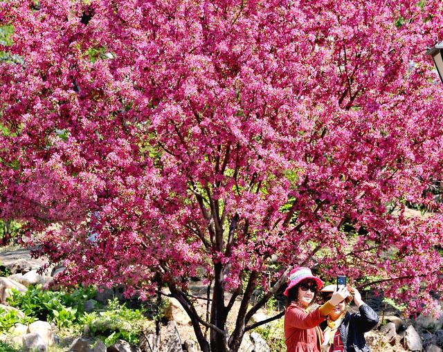 "钻石海棠"迎风开 扮美冰城赏花季