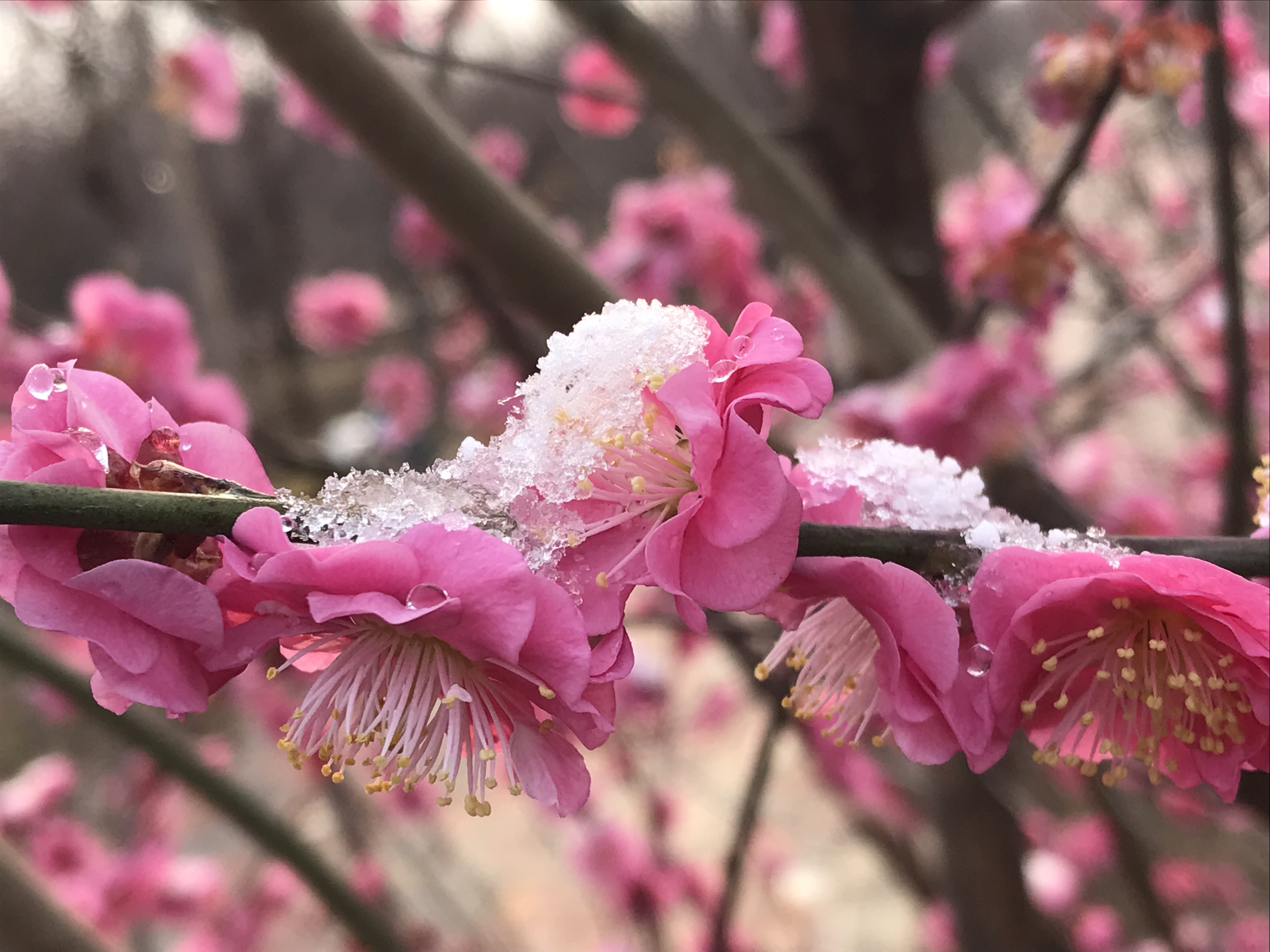 风雪傲梅图片图片