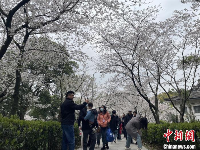 共赴樱花之约 武汉大学举办抗疫医护赏樱专场