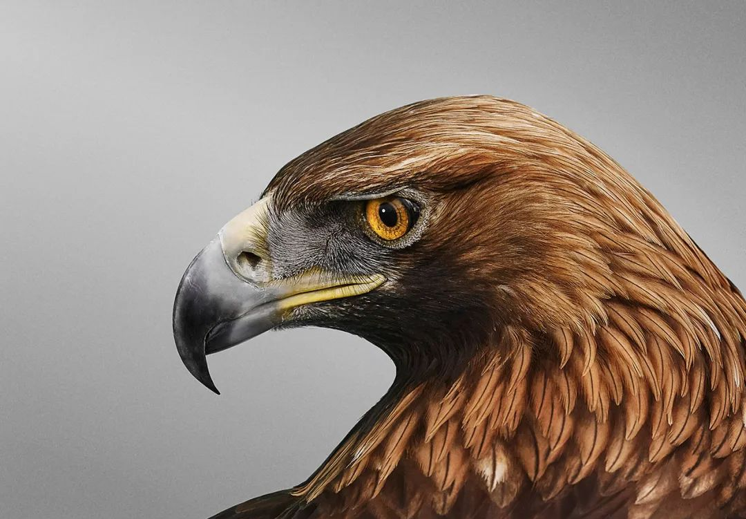 金雕的尊贵形象与生态挑战