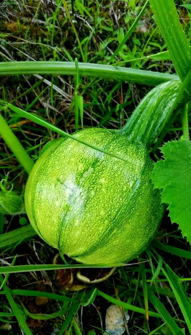 无量山独特美味食材