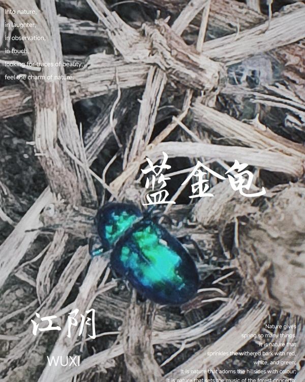 最美丽的甲虫——蓝金龟