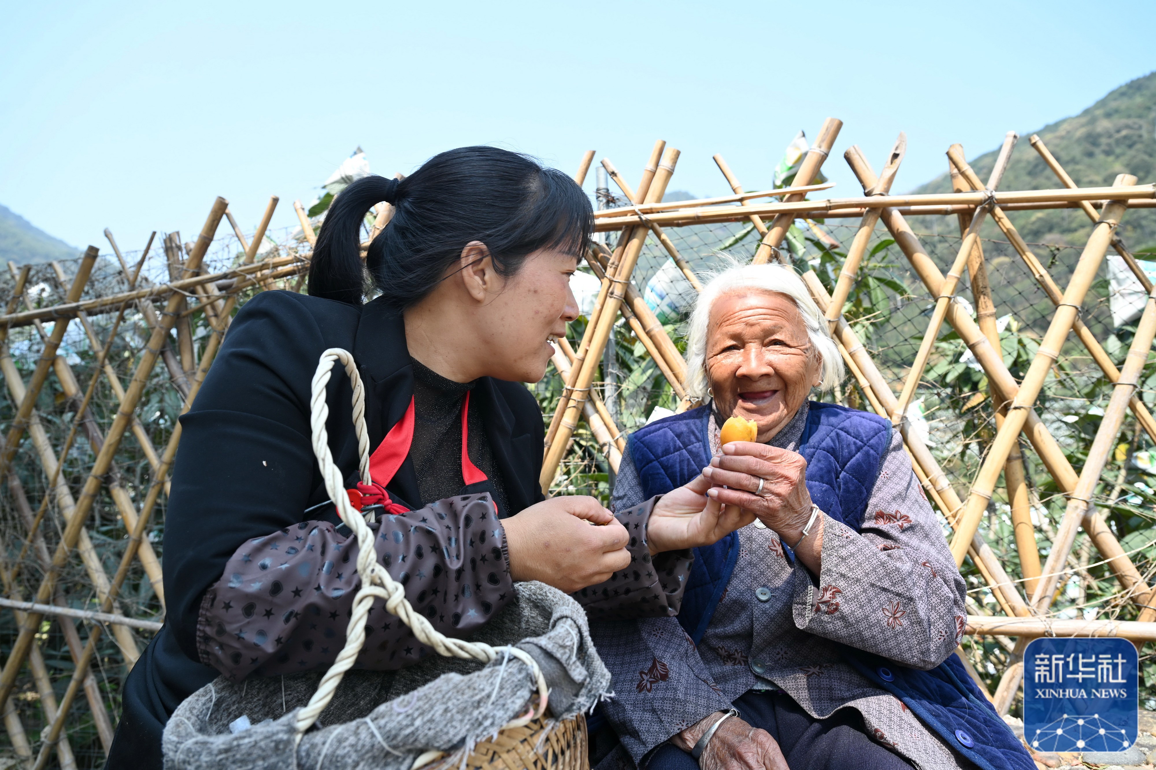 "枇杷姐姐"吴素华:把家乡枇杷产业做大做强
