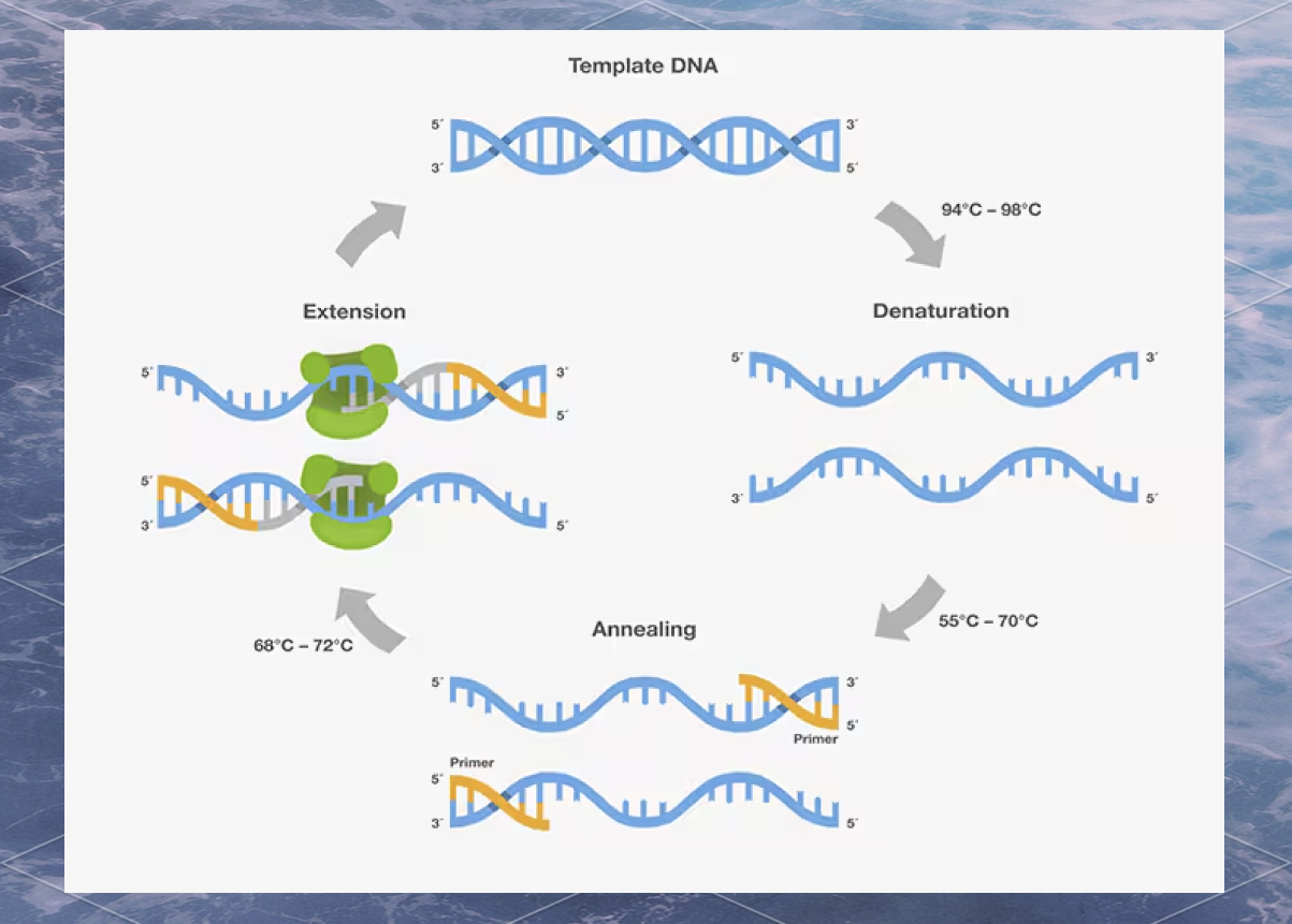 PCR技术:现代生物学中的强大DNA扩增工具