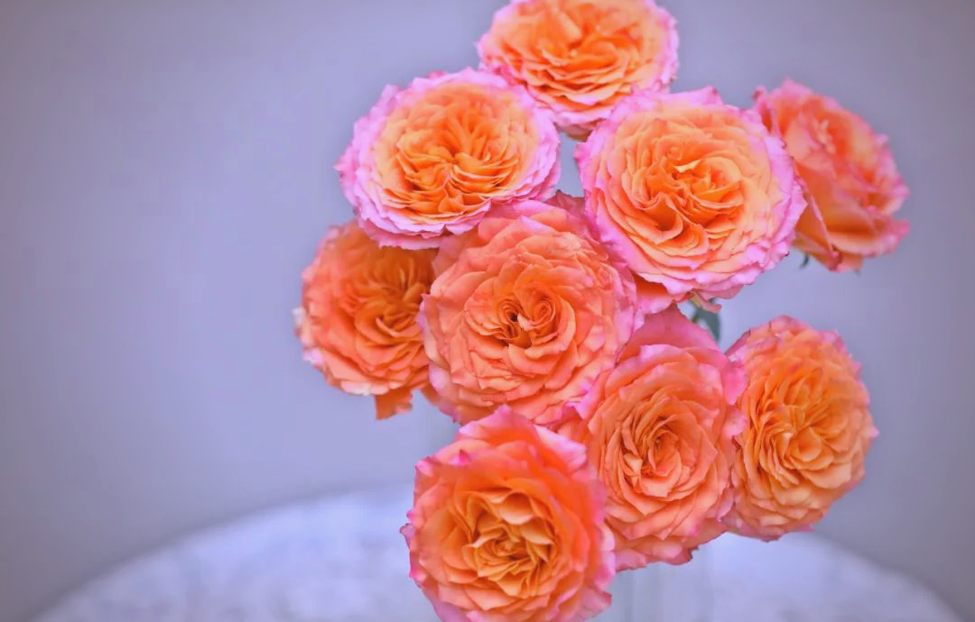 火灵鸟玫瑰:暖色系家居花材,深浅橘粉色带来治愈感