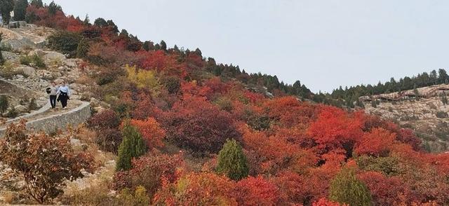 等到紅葉滿山時,她在叢中笑