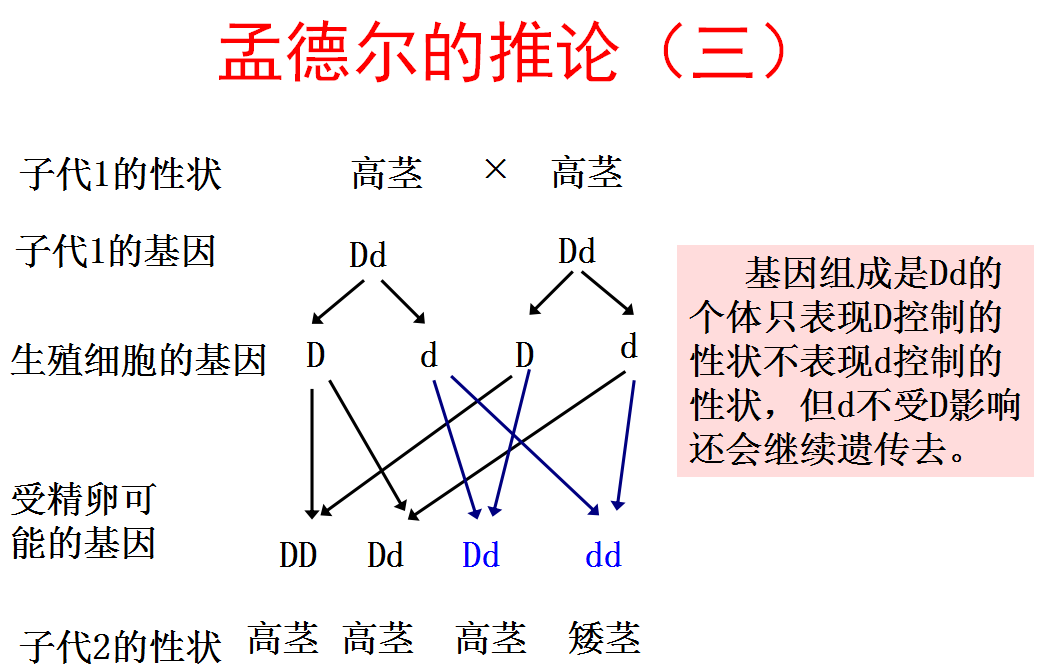 微课系列丨人教生物八下:基因的显性和隐性