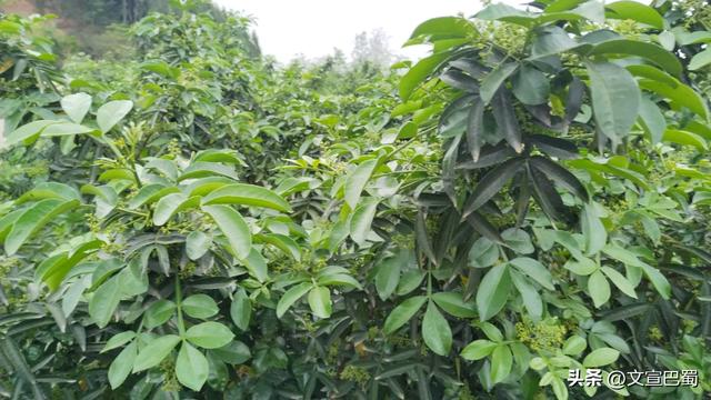 罗家镇青花椒基地里的乡村振兴采风之旅!