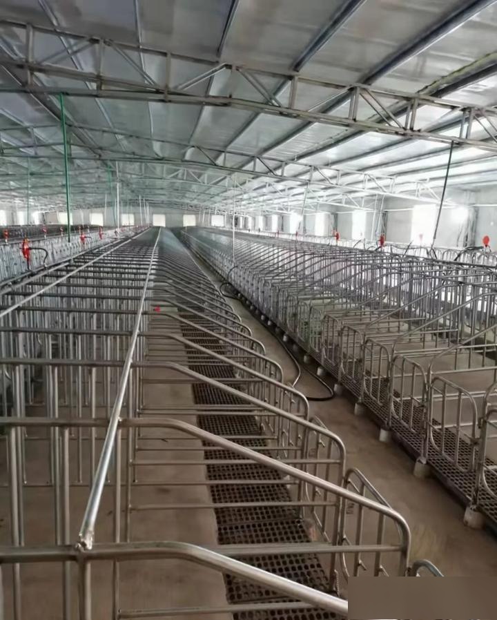 这一技术成果的应用,不仅优化了养猪业的运作,还对母猪的健康