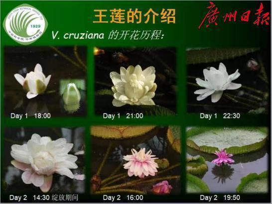 克鲁兹王莲正在盛开!广州市民四季可见"女王"风采