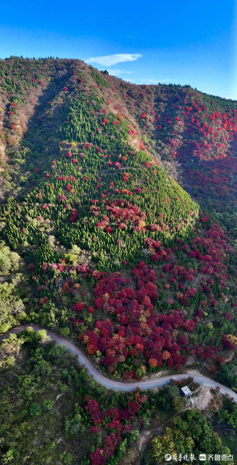 航拍濟南彩石鎮捎近村的紅葉,漫山遍野格外耀眼