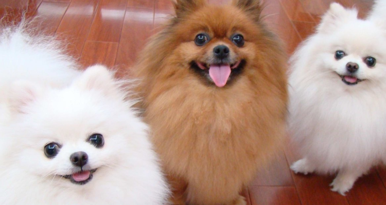 博美纯种和不纯的对比