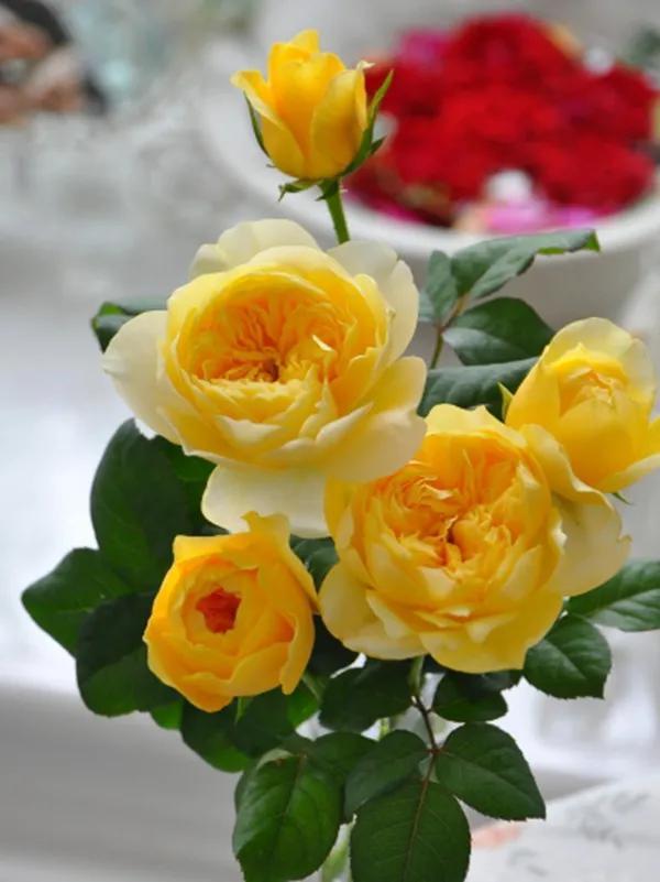 圣女贞德(jeanne darc)